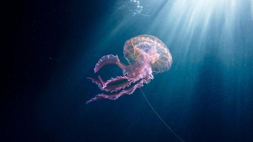 回车桌面>电脑壁纸>动物>奇妙的唯美海洋生物水母>