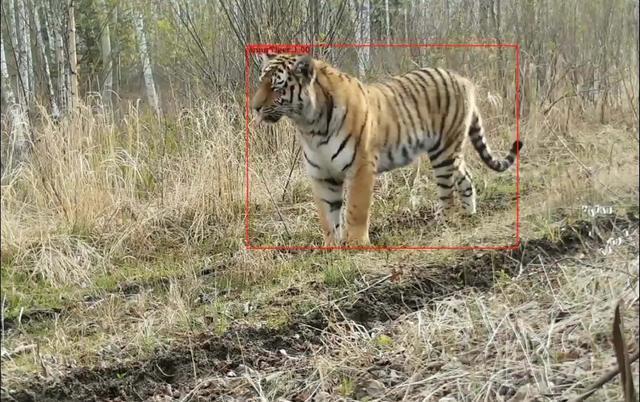 野生东北虎为何频频"下山"?同样是老虎,为何结局截然相反?