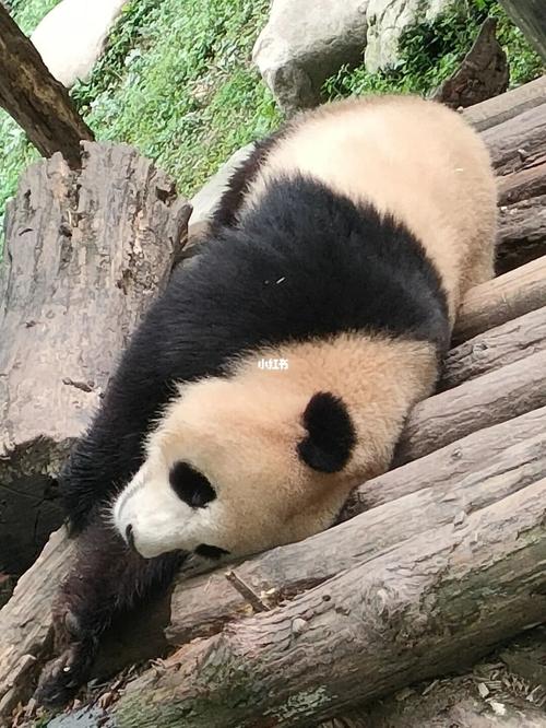成都之滚滚_plog_景点_熊猫_中国大熊猫保护研究中心都江堰基地自由行