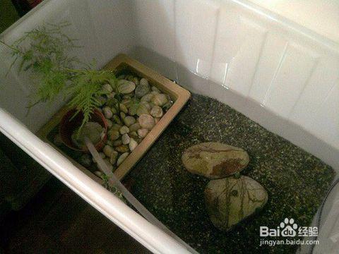 如何在家养一只巴西龟