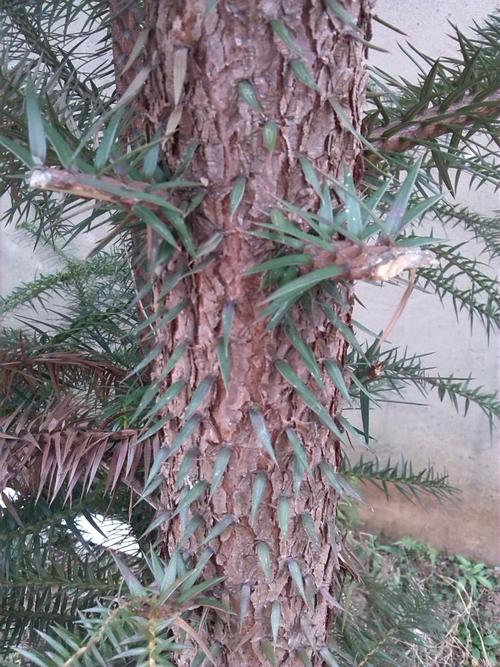 这长刺的树叫什么名字