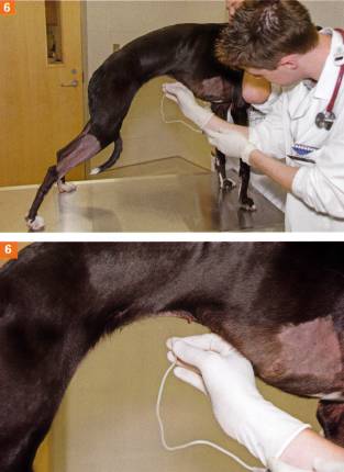 腹腔穿刺术(abdominocentesis)