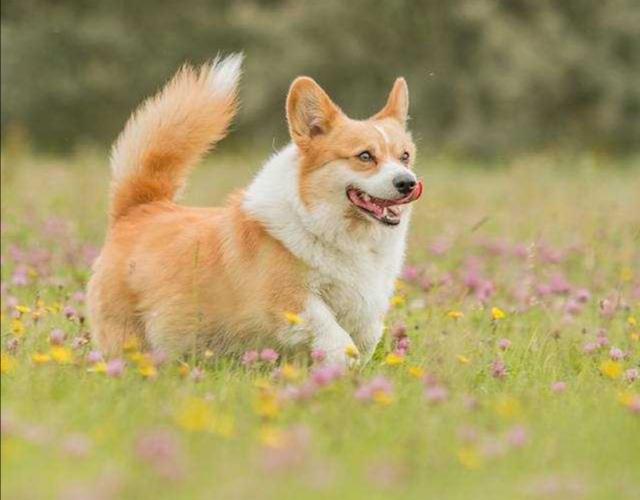 那可未必,没有断尾的柯基更好看!