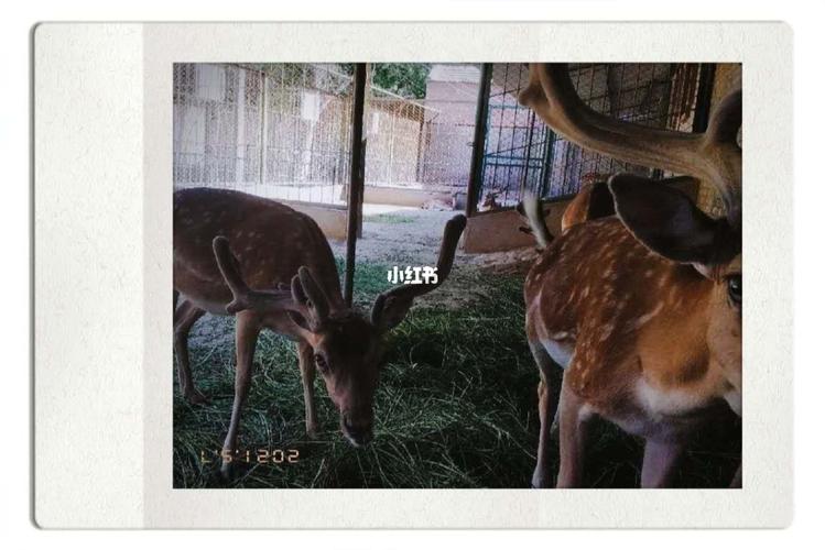 五泉山动物园_动物园_兰州市动物园自由行热门攻略_出行_人文风光展示