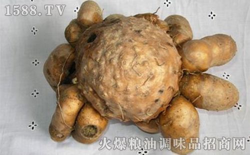 鸡爪芋