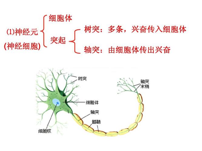 1动物和人体生命活动的调节上课用ppt  细胞体 ⑴神经元 树突:多条