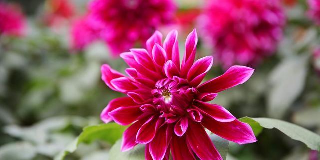 秋天最美的十种花有哪些?