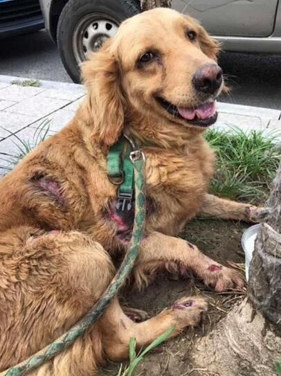 看见汽车拉着金毛拖行,主人追过去和车主道歉,让我懵逼!