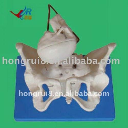 pelvis model,midwifery teaching model,doctor"s gift,teaching