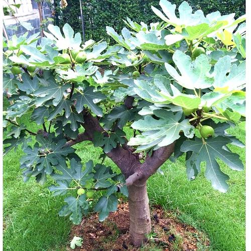 无花果树果苗地栽盆栽当年结果无花果苗南北方种植特