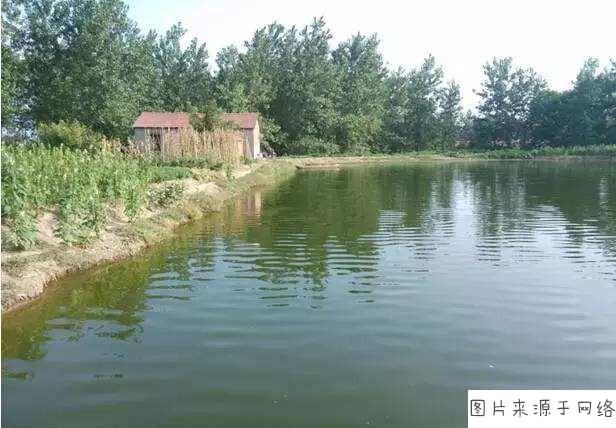 农村池塘改善水质的办法有哪些?