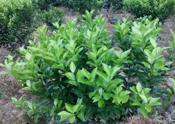 【推荐】柑橘种植者的福音,柑橘种植,柑橘幼树管理要点及整形修剪方法