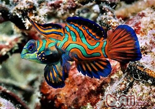 五彩青蛙的饲养环境