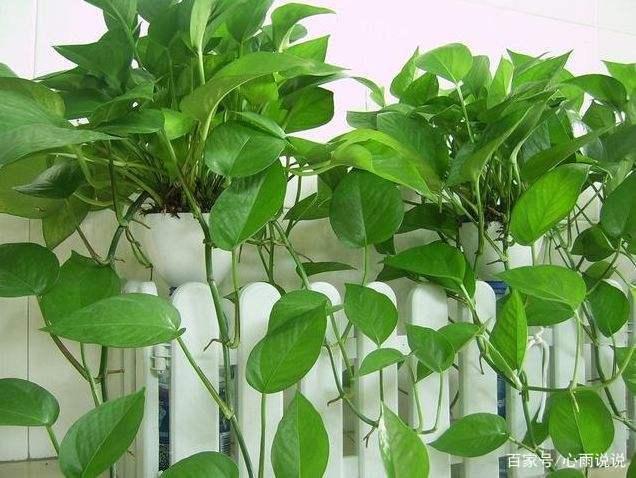 小叶绿萝如何变大叶绿萝,绿萝怎么养才能更旺盛,绿萝