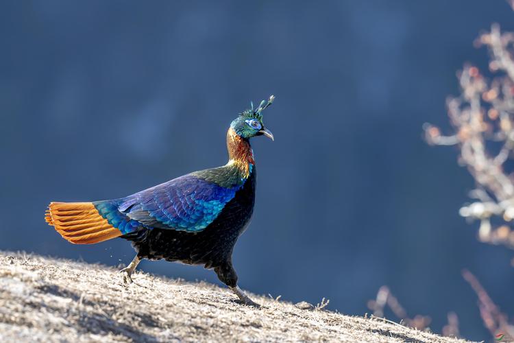 尼泊尔国鸟,中国一级保护动物,为什么说这一辈子你都见不到它?