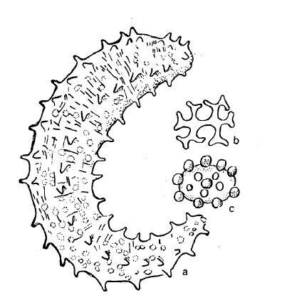 海参简笔画卡通