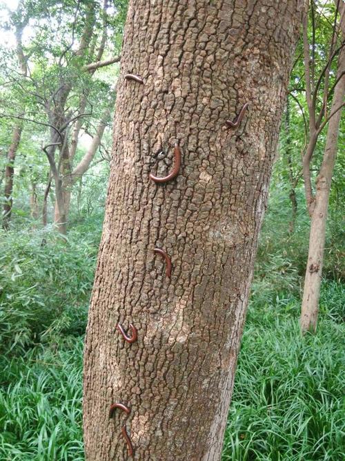前两天在杭州西湖边的树上拍到的虫子,请问是什么?