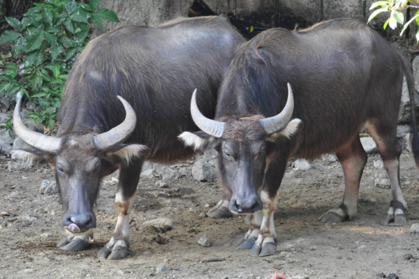 水牛水牛的足迹遍布世界各地