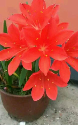 紫根兰什么时候开花 紫根兰开花前有啥先兆吗