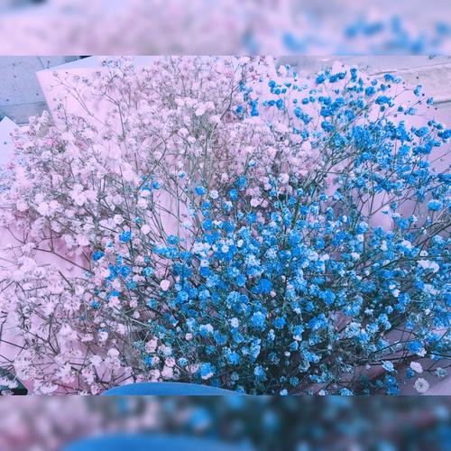 满天星的花语是什么?