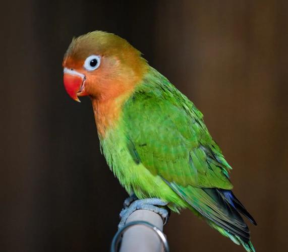 比如,红领绿鹦鹉(psittacula krameri)在中国有分布,是国家二级保护