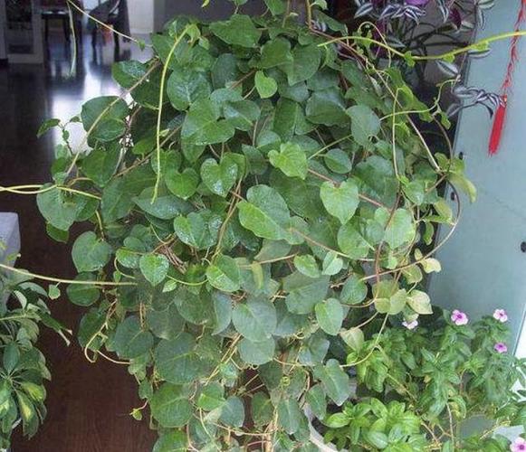 1种特别的植物,生长在瓦房上,人称"藤三七",枝条窜到5