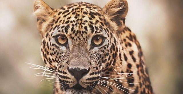 基因组分析表明非洲豹和亚洲豹之间存在显著差异