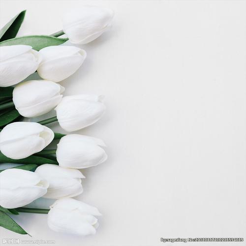 白色玫瑰花郁金香化妆品背景图片