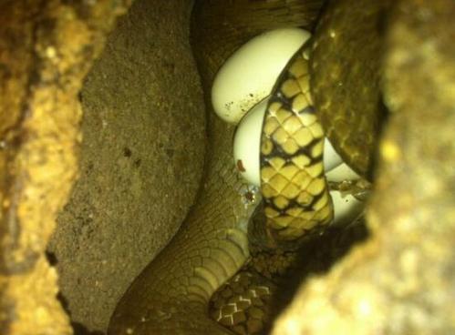 水律蛇第一次生的蛋能浮吗?