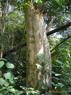 供应奇楠沉香木,沉香木原料,沉香木批发,沉香批发