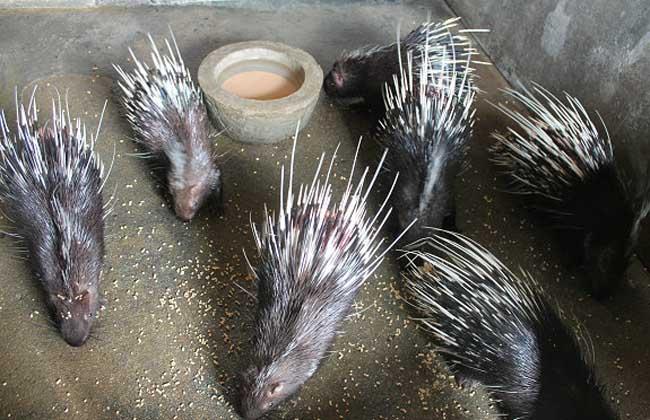如何提高豪猪的繁殖力?