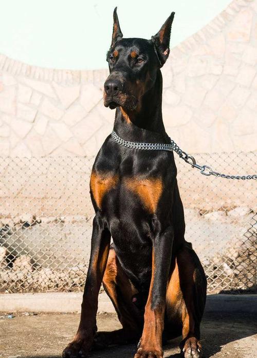 挺拔骄傲的护卫杜宾犬