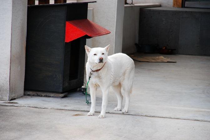 韩国都是这种狗,类似我们的"中华田园犬"
