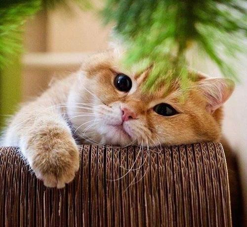 原创猫咪难过时真的会哭吗?爱哭猫的背后,你要关注的不只是情绪