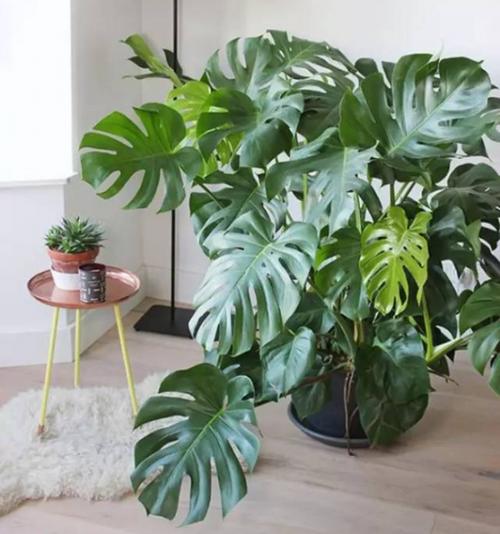 春羽和龟背竹的区别:春羽和龟背竹两者是近亲,其最大区别在叶子