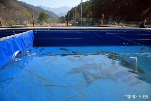农村夫妻养鱼,田里"围"34个水池,看养成啥样子
