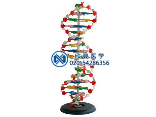 dna双螺旋结构模型