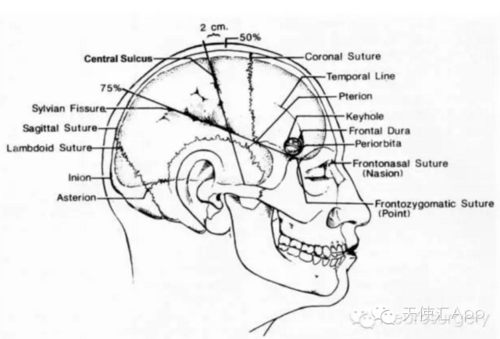 颅骨重要骨性标志及颅内结构的体表投影