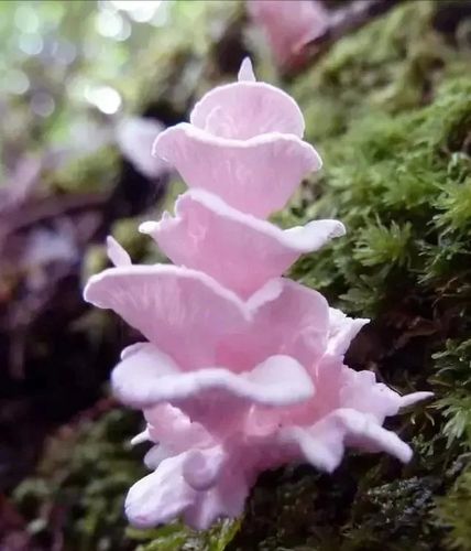 罕见的蘑菇真漂亮-爱上微杂志