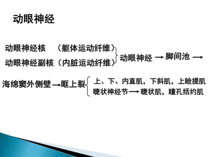 动眼神经解剖ppt