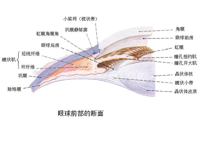 眼球前部的断面 - 解剖图片 (点击下方解剖图片可显示大图)