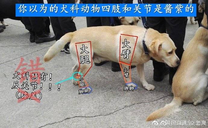 犬科动物没有反关节!