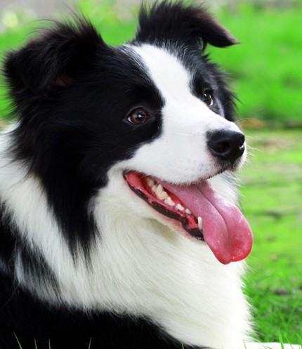 什么狗狗最聪明