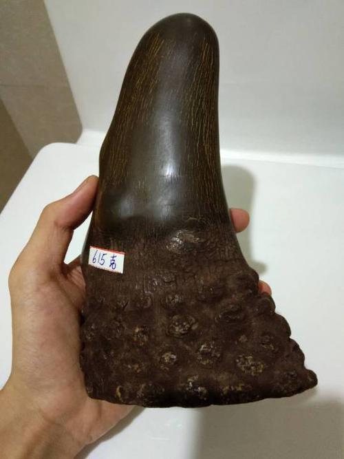 蛇角.据说在我国已经消失几百年了.