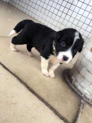 出生1个月边境牧羊犬幼崽深圳谭罗