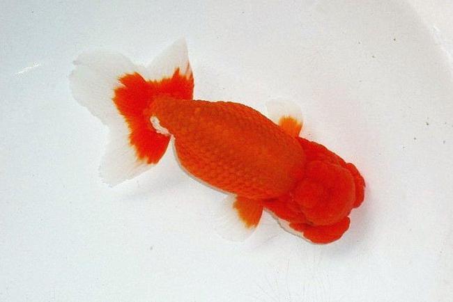 兰寿金鱼品系之日本宇野系兰寿