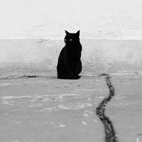 高冷孤独黑猫头像请单击右键保存头像