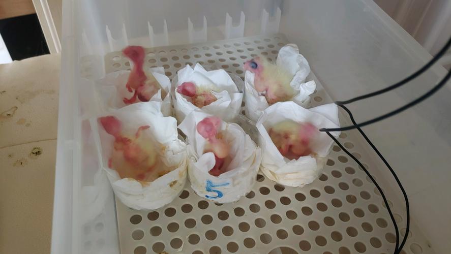 玄凤100出壳率孵化记录