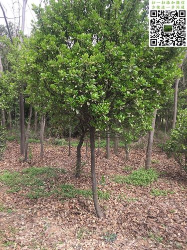 大叶黄杨树-胸径6-10公分-洛阳绿地苗木基地