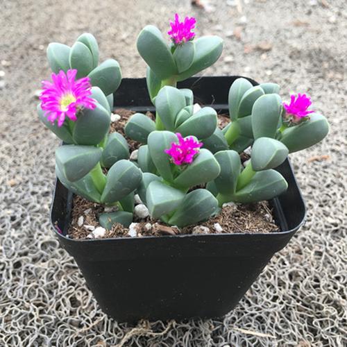 磐阙 上新【会开花】鹿角海棠多肉植物室内花卉绿植肉肉盆栽鲜花辐射